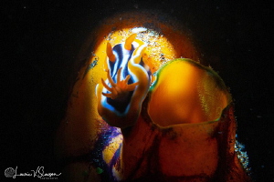 Chromodoris strigata/Photographed with a Canon 60 mm macr... by Laurie Slawson 
